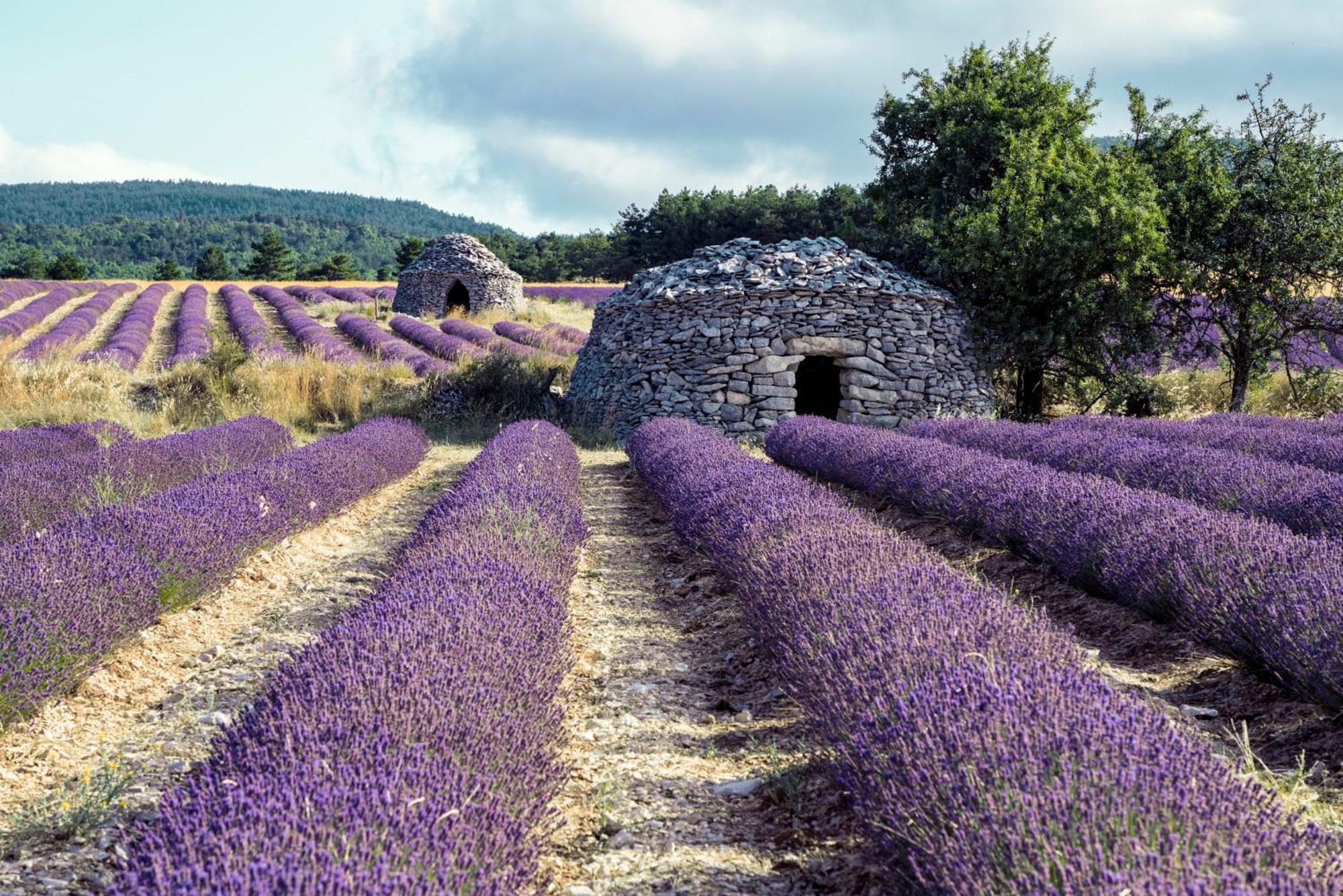 Le Cabanon Des Lavandes Entre Mont Ventoux Et Luberon ソー・ドゥ・ヴォクリューズ エクステリア 写真